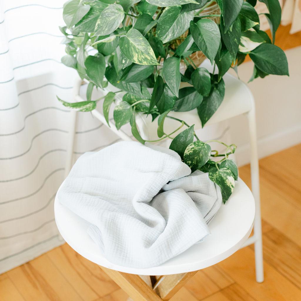 A green and white leafy plant in a white pot, sitting on a white table with a white chair in the background. There is a blue blanket beside the plant.