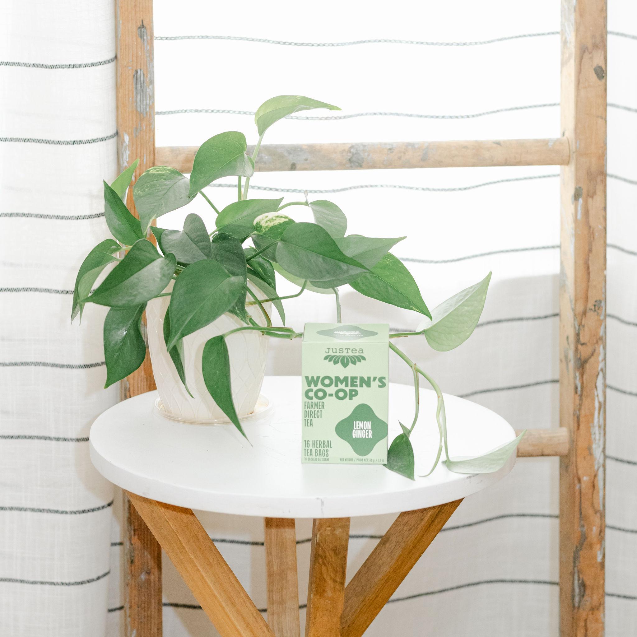 Potted plant on a small round table with a box of tea labeled &